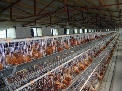 优质胜顺养殖设备蛋鸡笼 蛋鸡笼网片 全自动蛋鸡笼 三层自动喂料蛋鸡笼图片-安丘市胜顺养殖设备厂 -